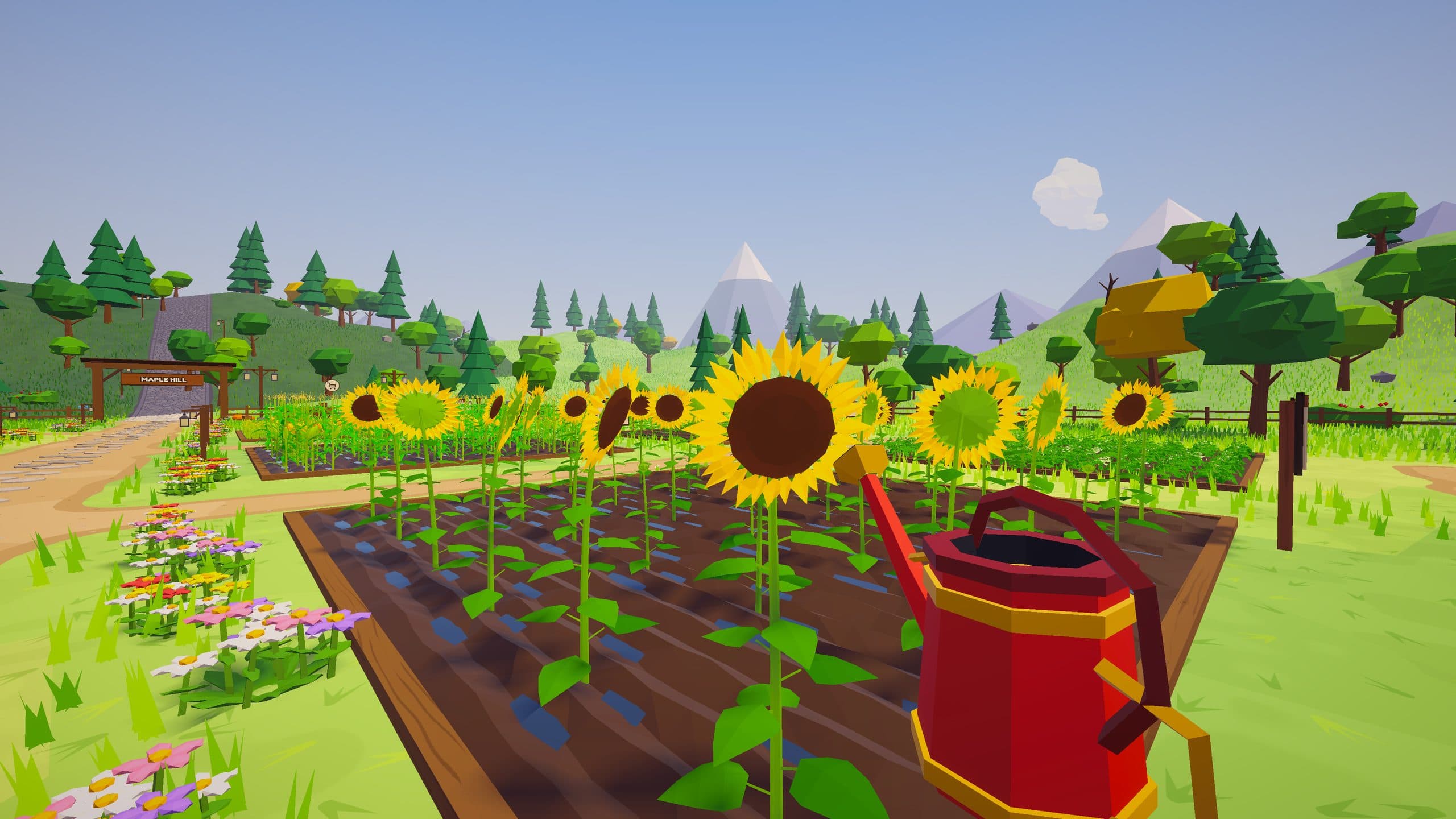 Sunflowers growing on a tilled plot, seen past a red watering can